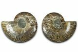 Cut & Polished, Agatized Ammonite Fossil - Madagascar #318101-1